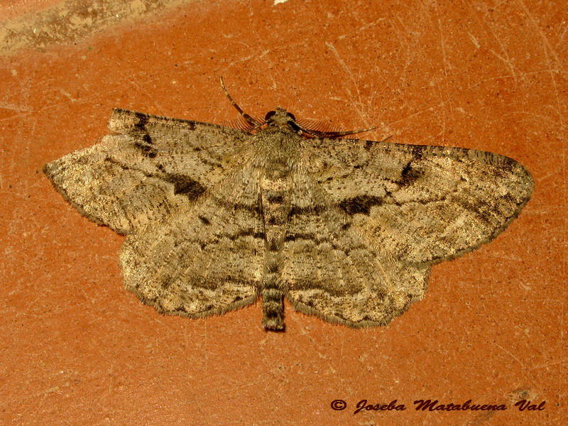 Peribatodes sp. - Geometridae